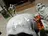 White spartan halo