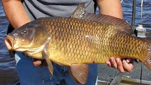 Chat with Fish | animal male