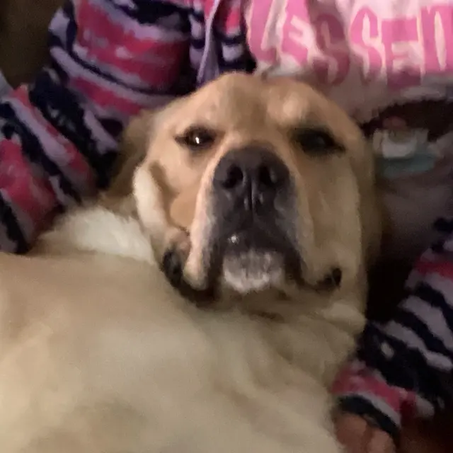 Chat with Dog | animal non-binary