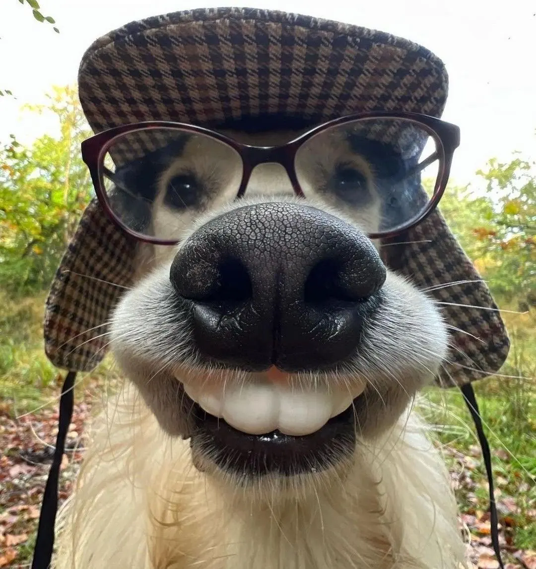dog man