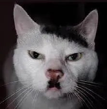Chat with Adolf Meowler | animal celebrity